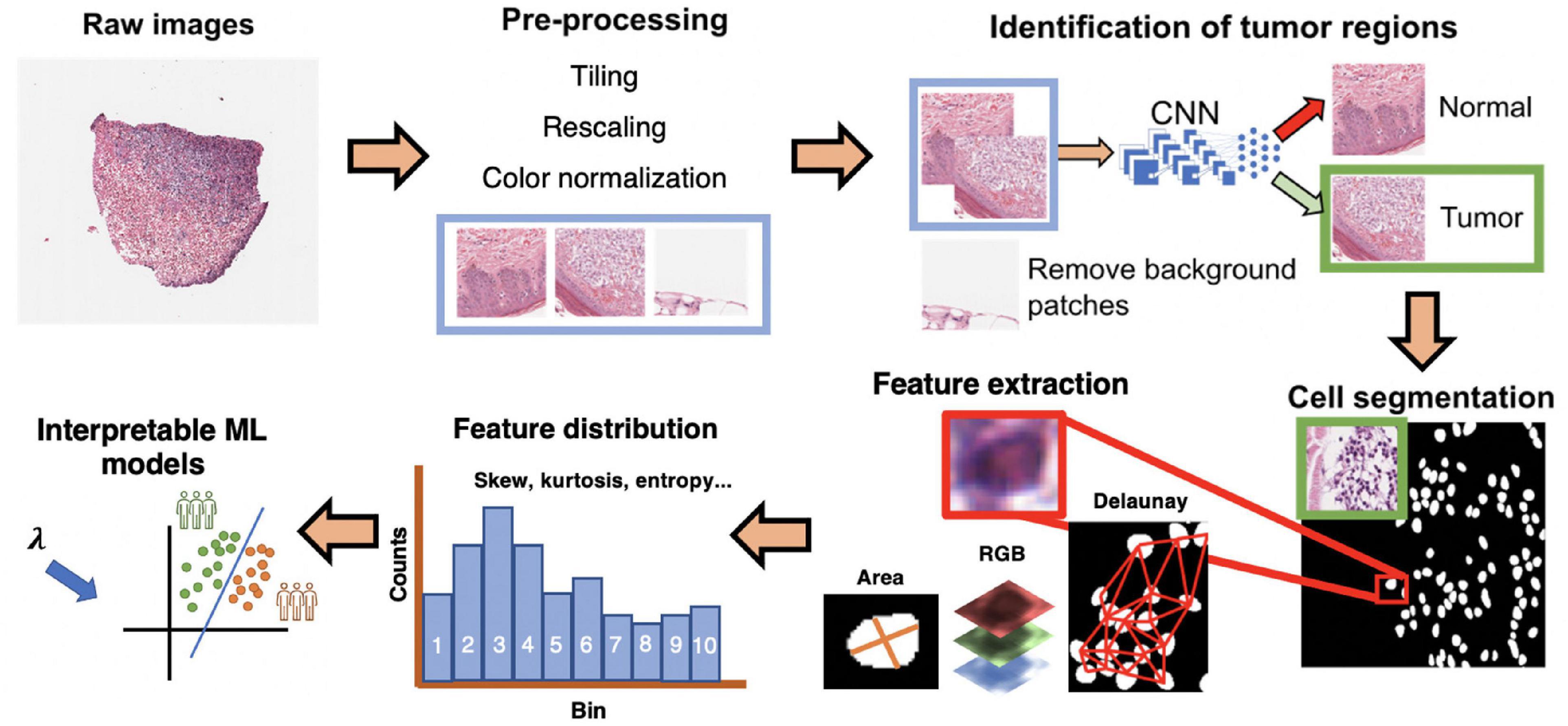 Predicting melanoma survival and metastasis with interpretable histopathological features and machine learning models